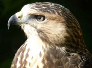 Hawk at Cotswold Falconry Centre