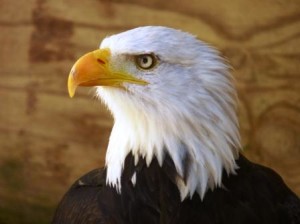Bald eagle at Cotswold Falconry Centre