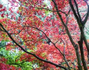 Batsford Arboretum
