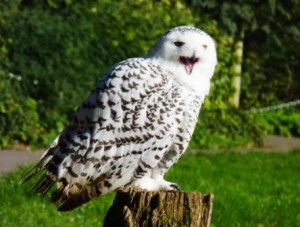 Snowy owl at Cotswold Falconry Centre