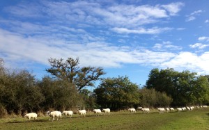 Sheep walking the Monarch's Way?