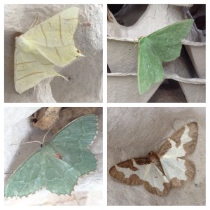 From top left (clockwise): swallowtail moth, large emerald, clouded border, common emerald