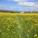 Buttercup meadow near Hawes