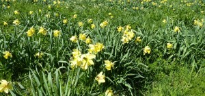 Daffodils at The Vyne