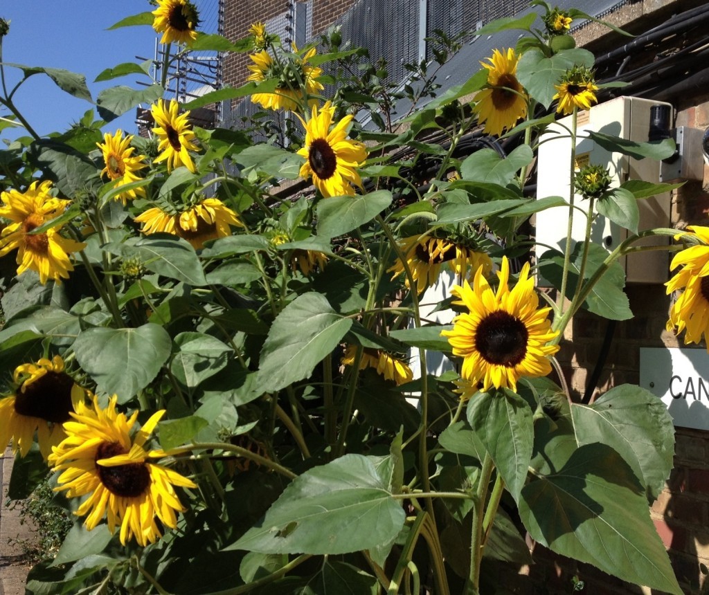 Sunflowers alongside Regent's Canal