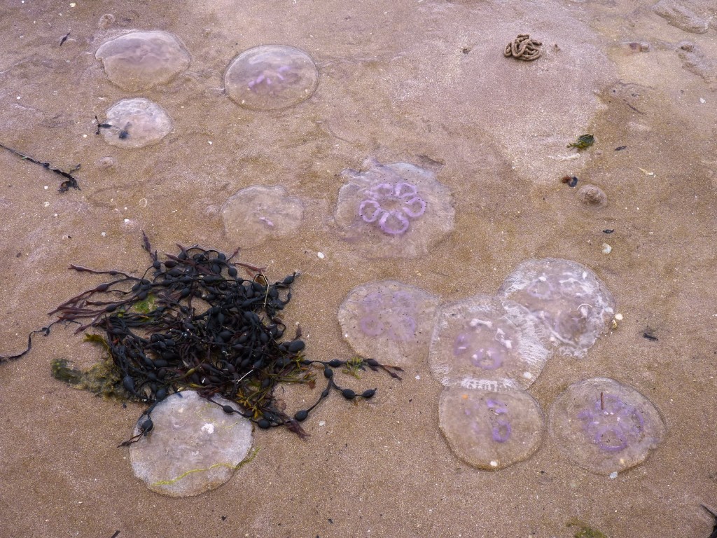 Keep an eye out for the jellyfish!