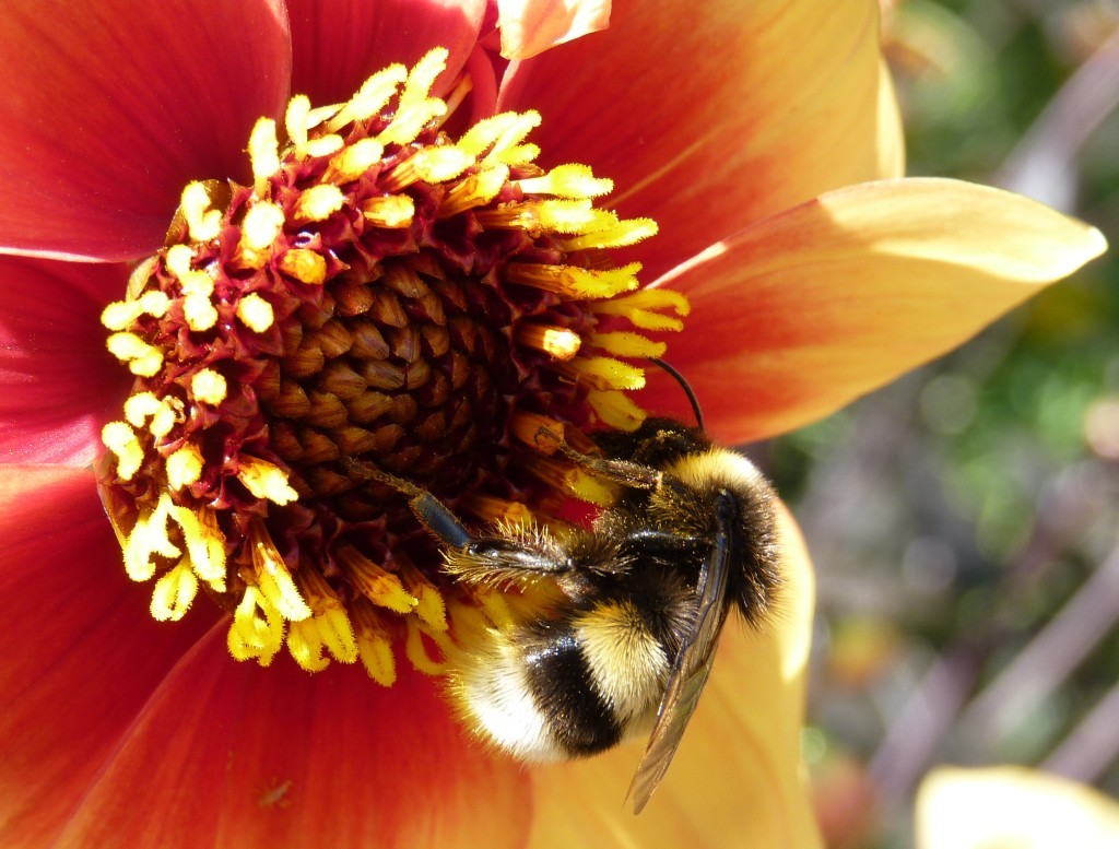 Bee on dahlia at Oxford Botanic Garden