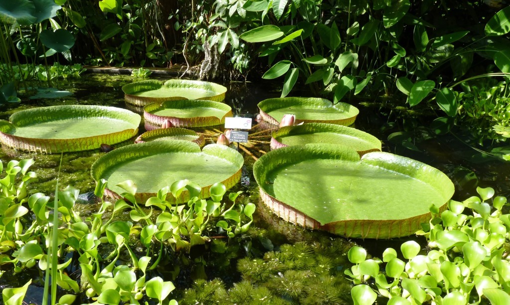 Lily pads at Oxford Botanic Gardens