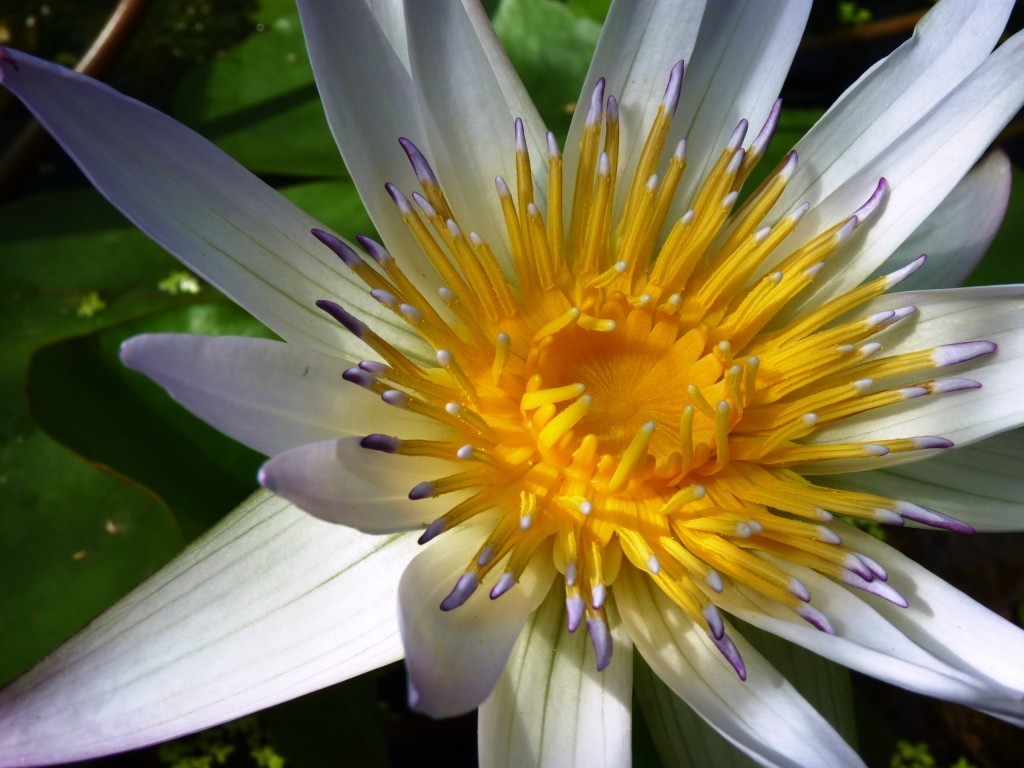 Water lily at Oxford Botanic Gardens