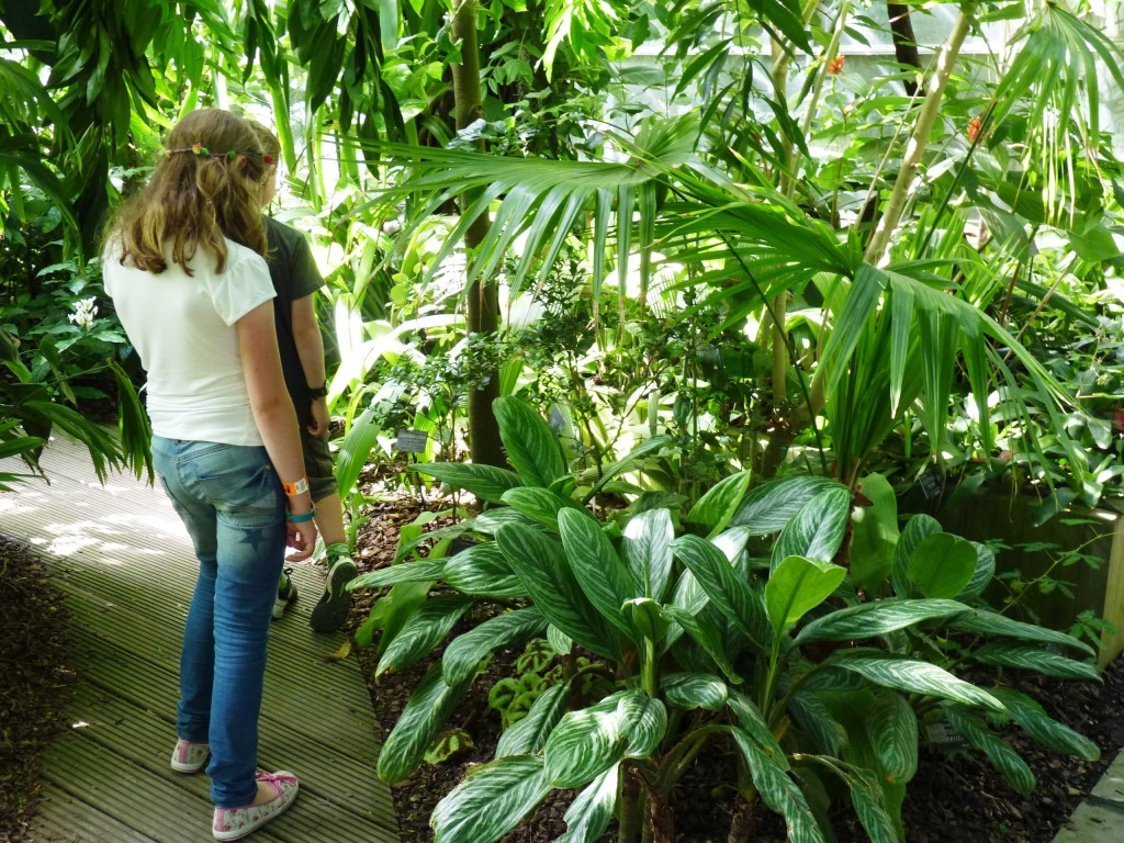 In the glasshouse at Oxford Botanic Garden