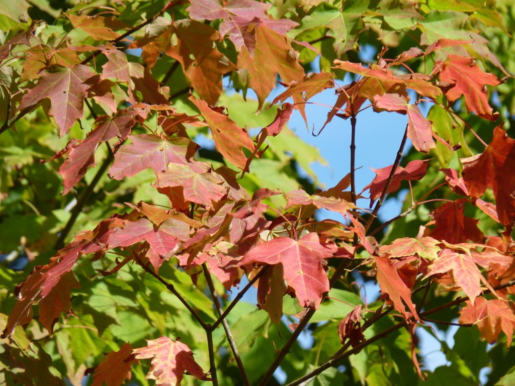 Autumn colours at Harcourt Arboretum