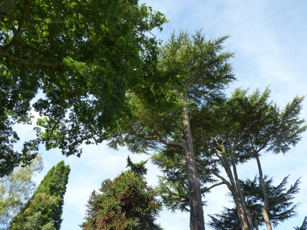 Trees at Harcourt Arboretum