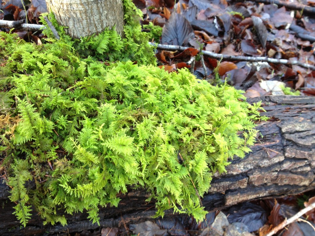 Moss at Warburg Nature Reserve