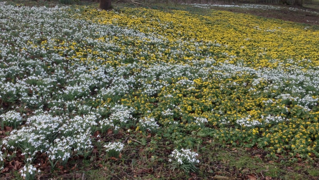 Snowdrops and aconites at Welford Park