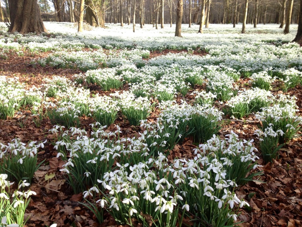 Carpets of snowdrops at Welford Park