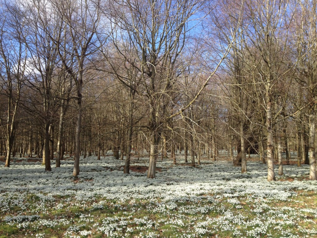 Snowdrops at Welford Park