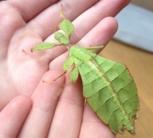 Leaf insect, bug handling