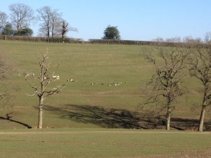 Deer on hillside at Bucklebury Farm Park