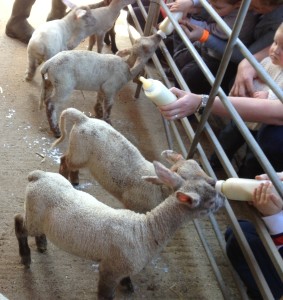 Feeding the lambs at Bucklebury Farm Park