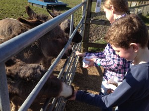 Feeding the donkeys at Bucklebury Farm Park