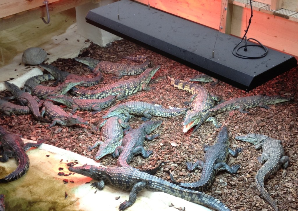 Juvenile Nile crocodiles