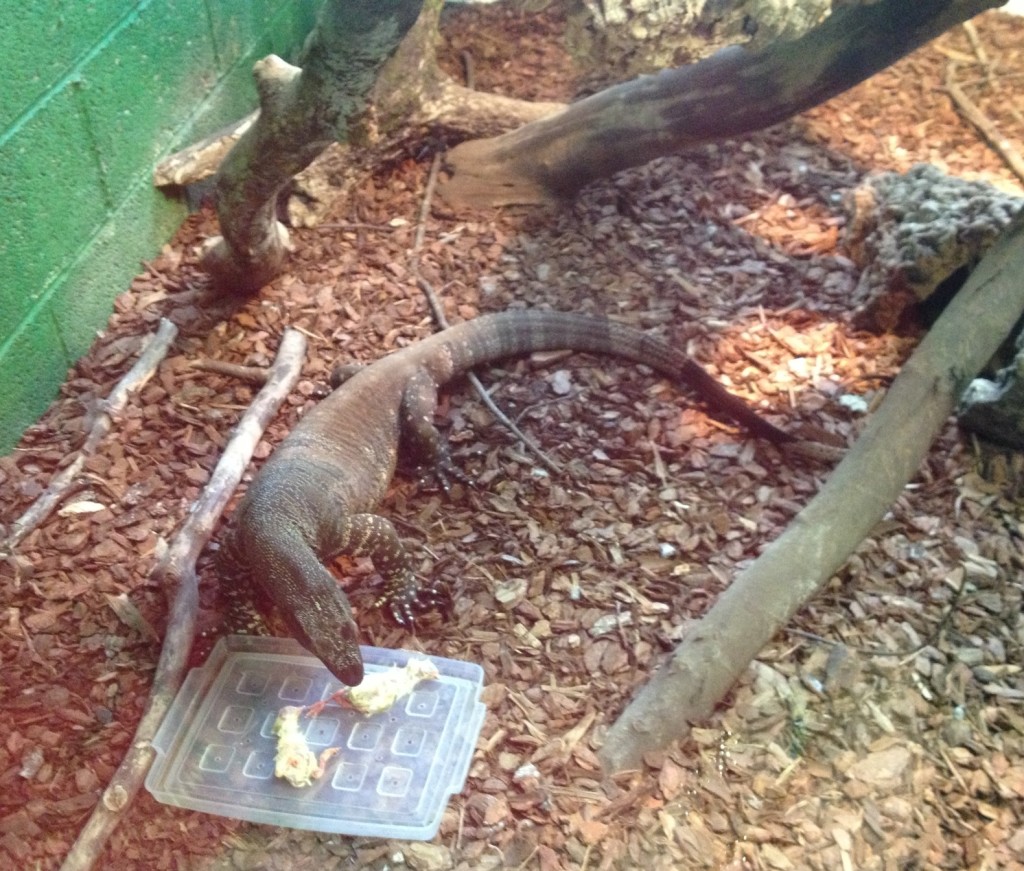 Lace monitor feeding time, Crocodiles of the World