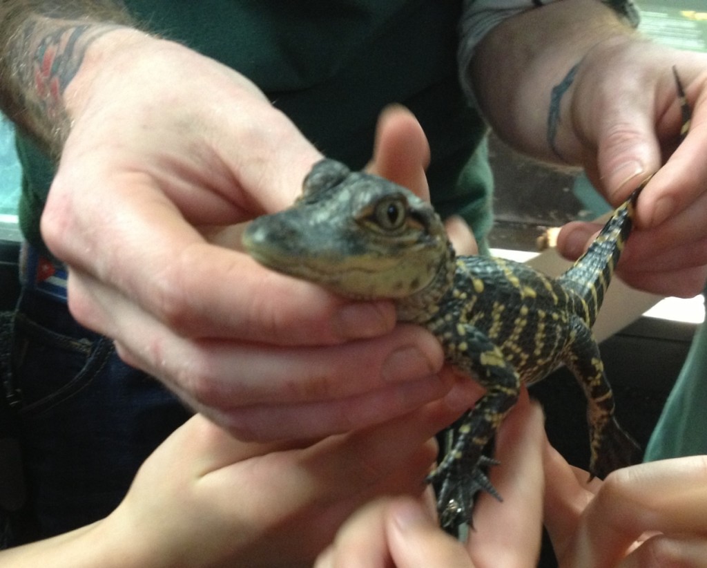 Crocodile hatchling