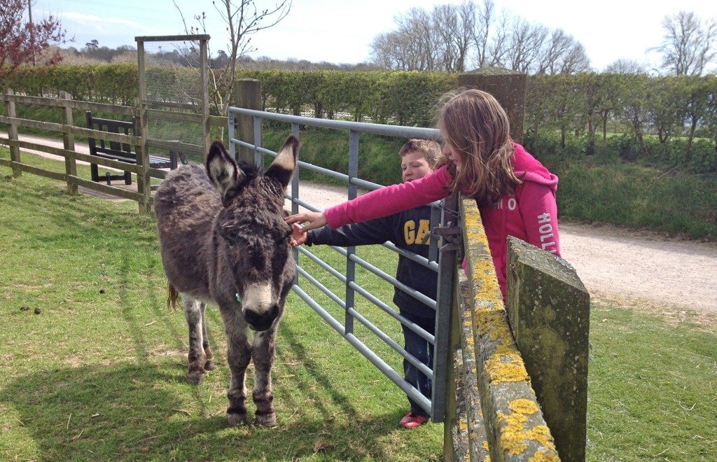 Sidmouth Donkey Sanctuary