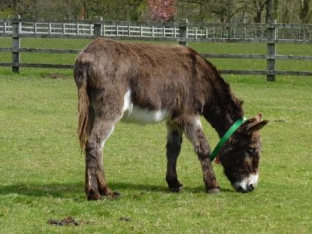 Teddy, our sponsor donkey