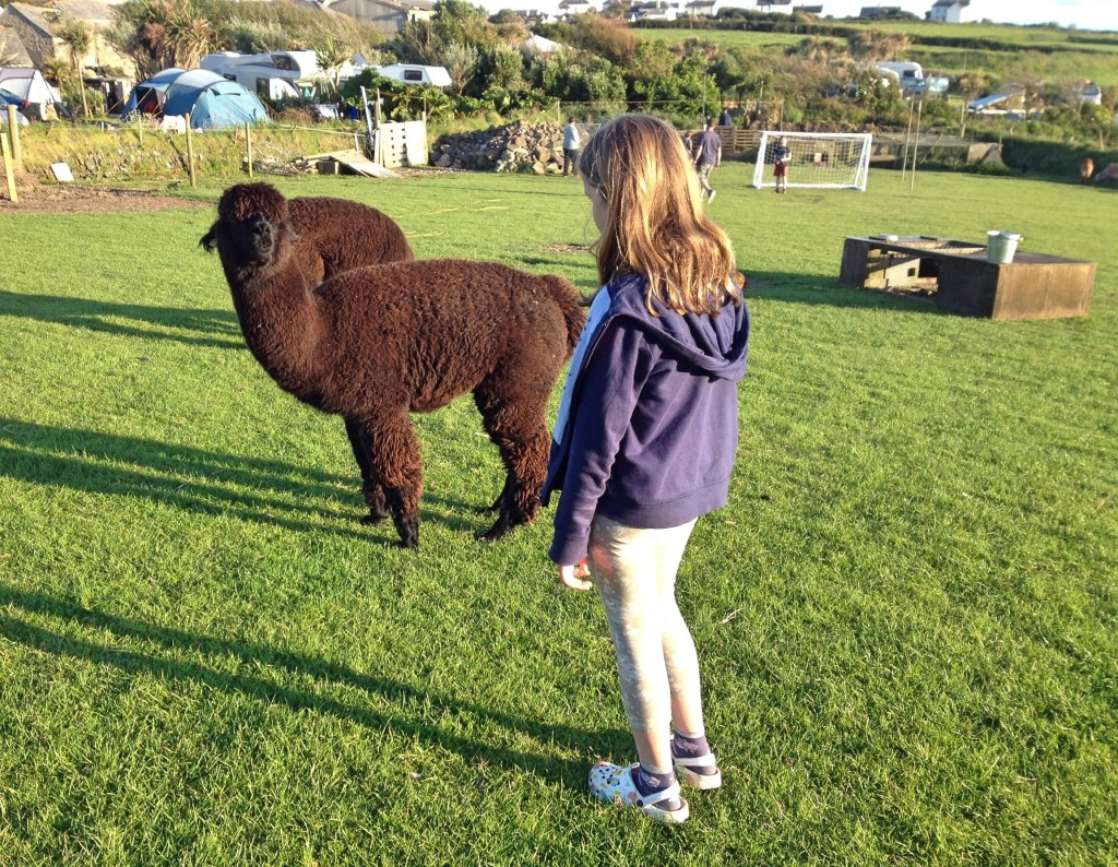 The alpaca field - and football goal