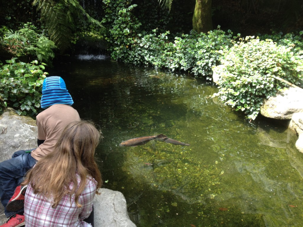 Watching the koi carp at Trebah