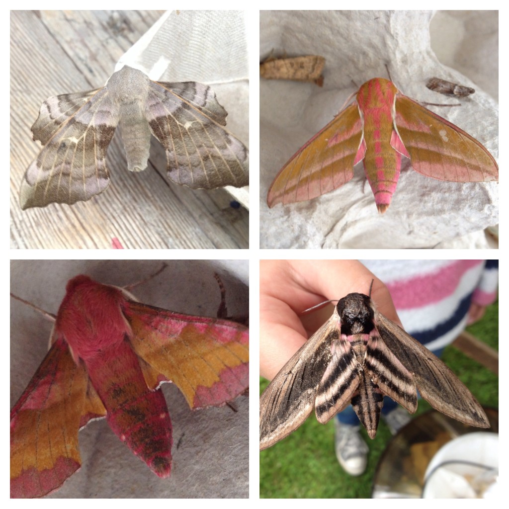 From top left (clockwise): Poplar hawk moth, small hawk moth, privet hawk moth, elephant hawk moth