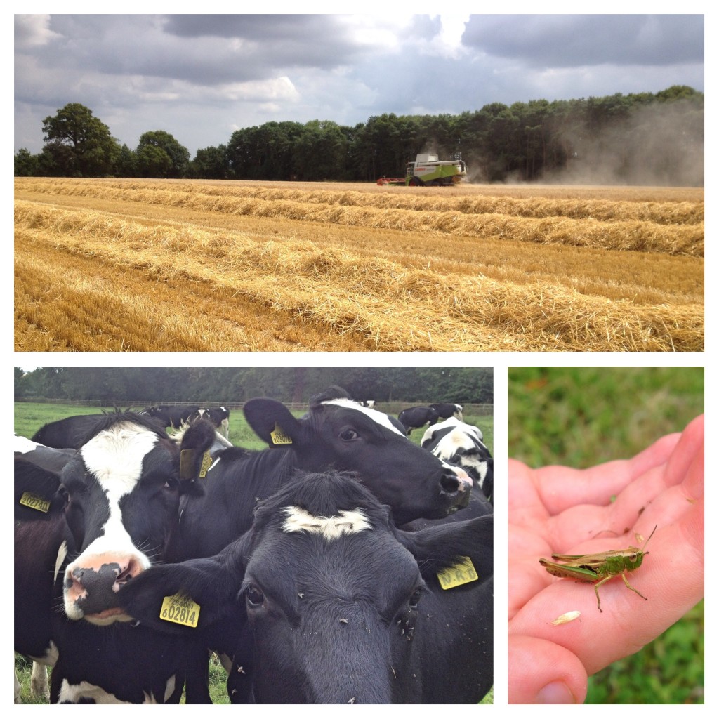 In the fields around Cholsey