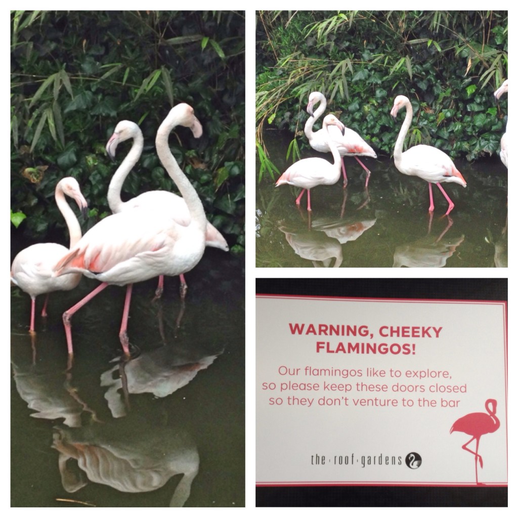 Flamingos at The Roof Gardens