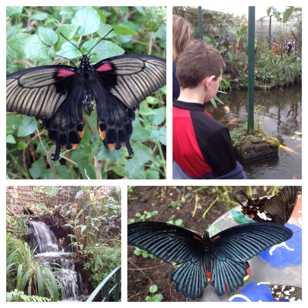 Stratford butterfly farm