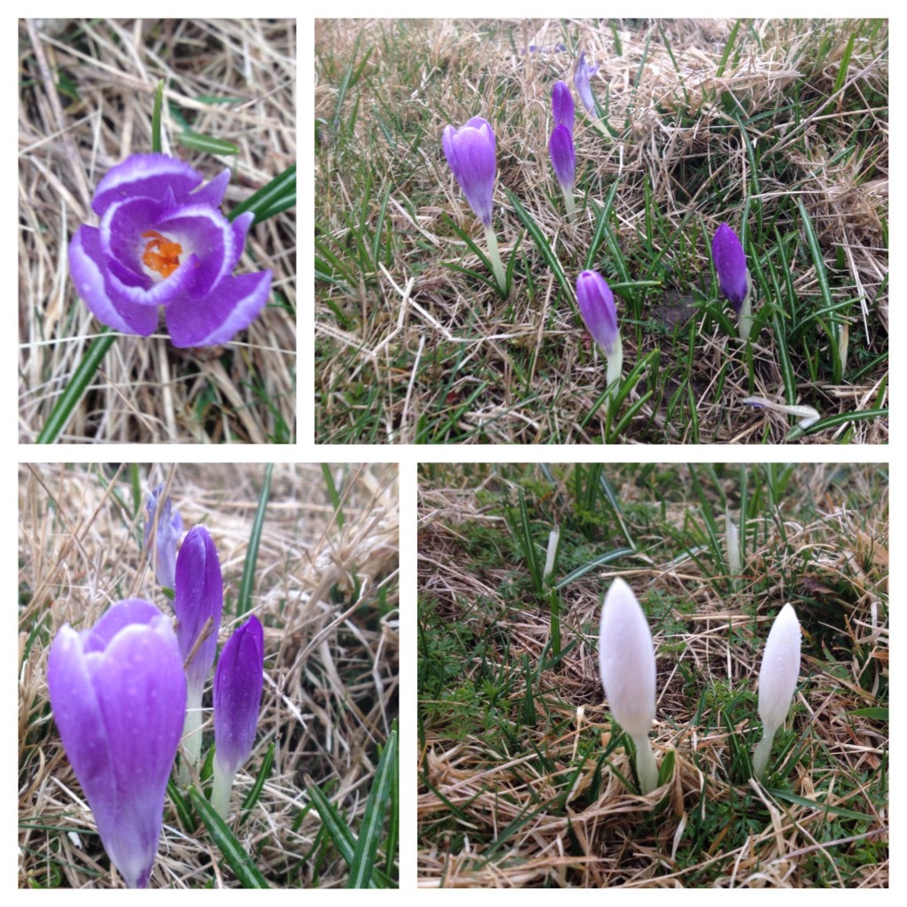 Inkpen Crocus Field Nature Reserve