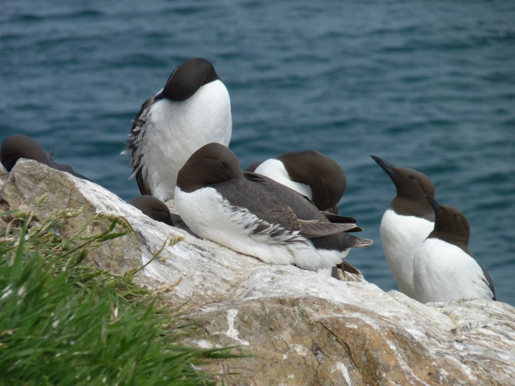 Skomer guillemots