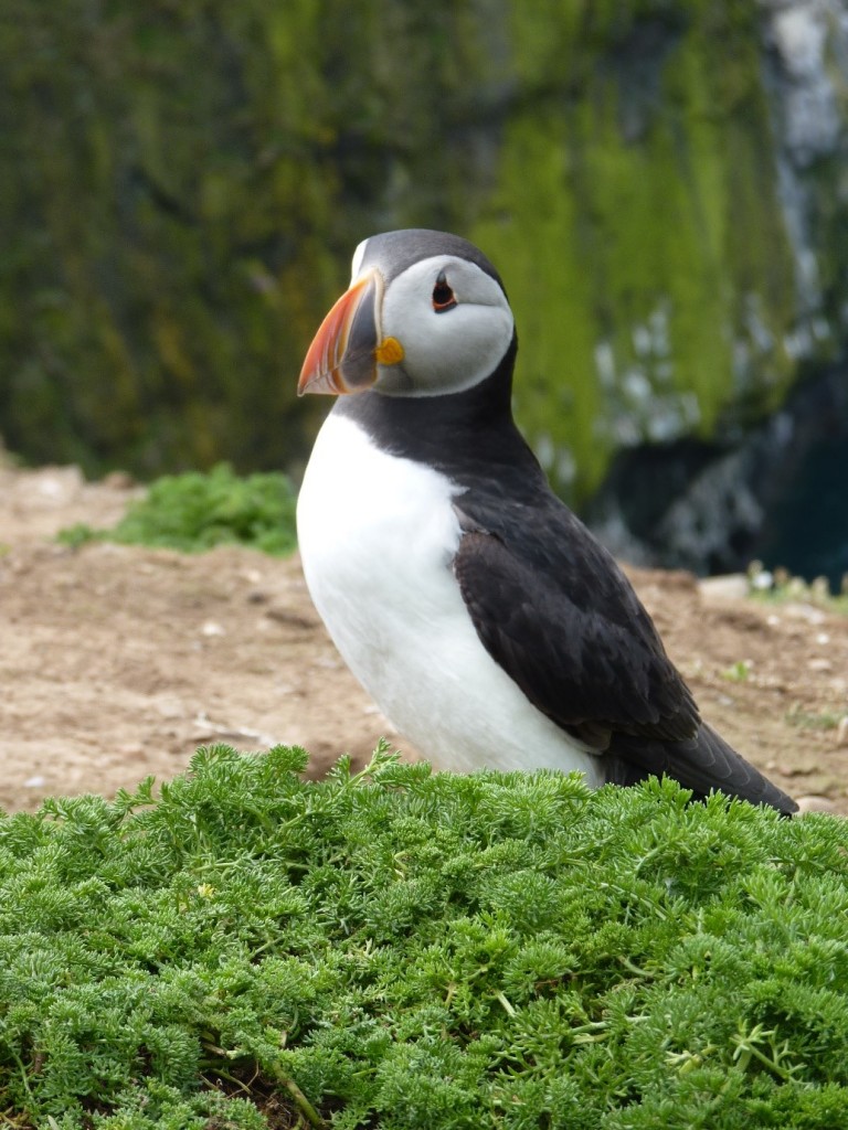 Puffin on Skomer island