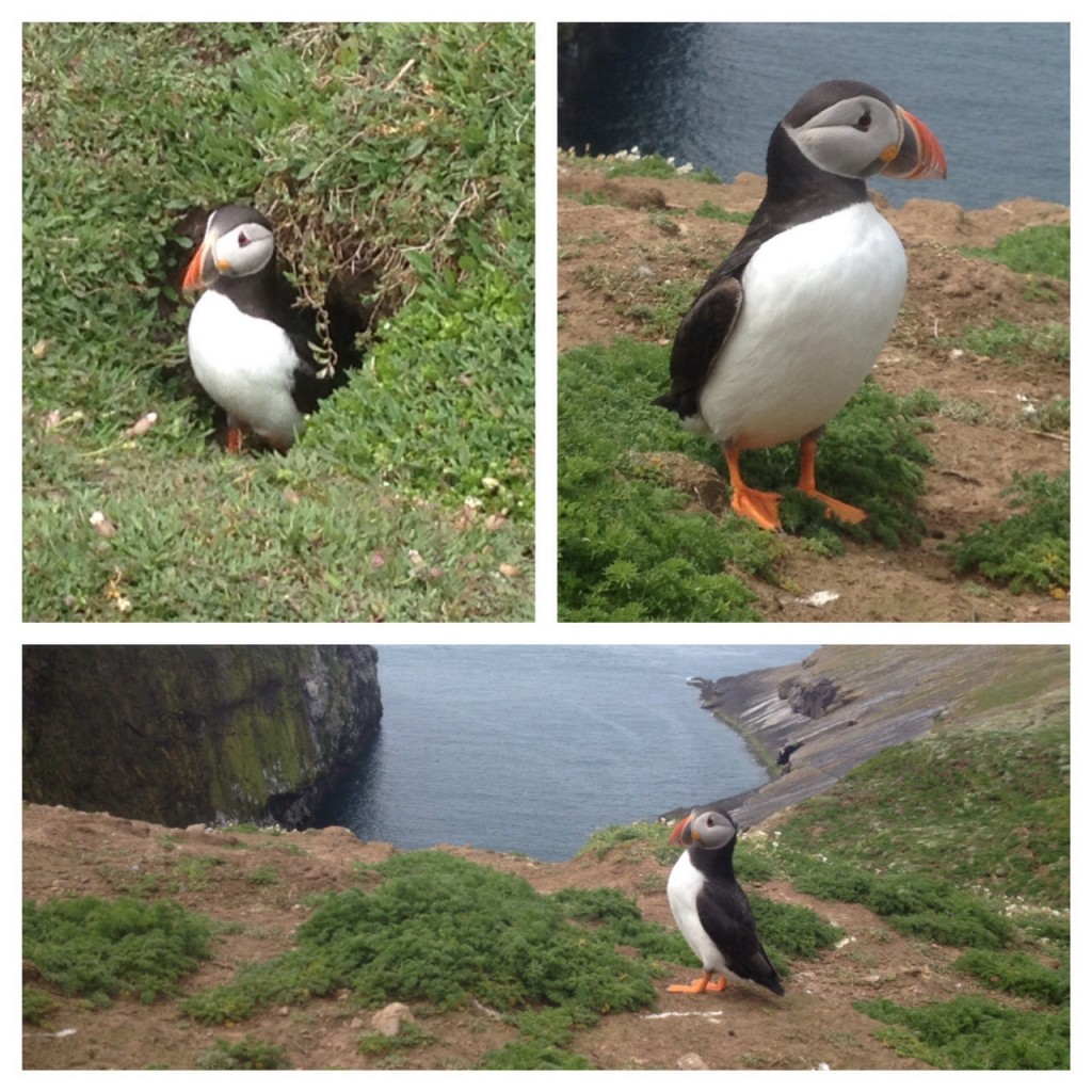 Skomer puffins