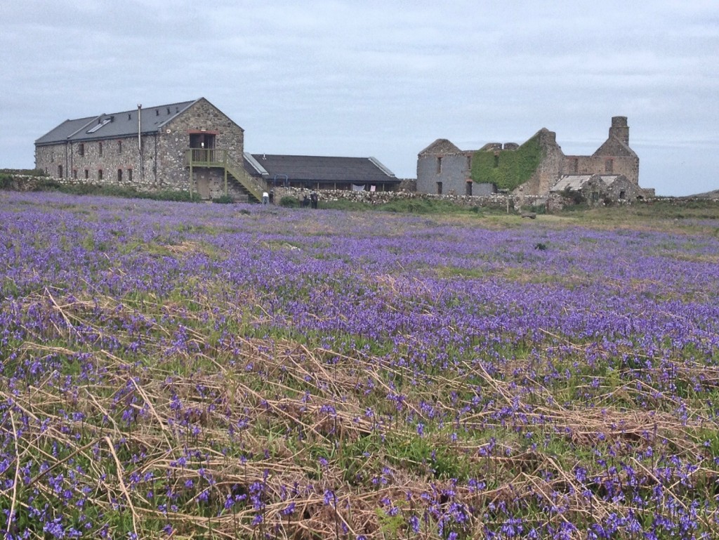 Visitor centre and volunteer accommodation, Skomer