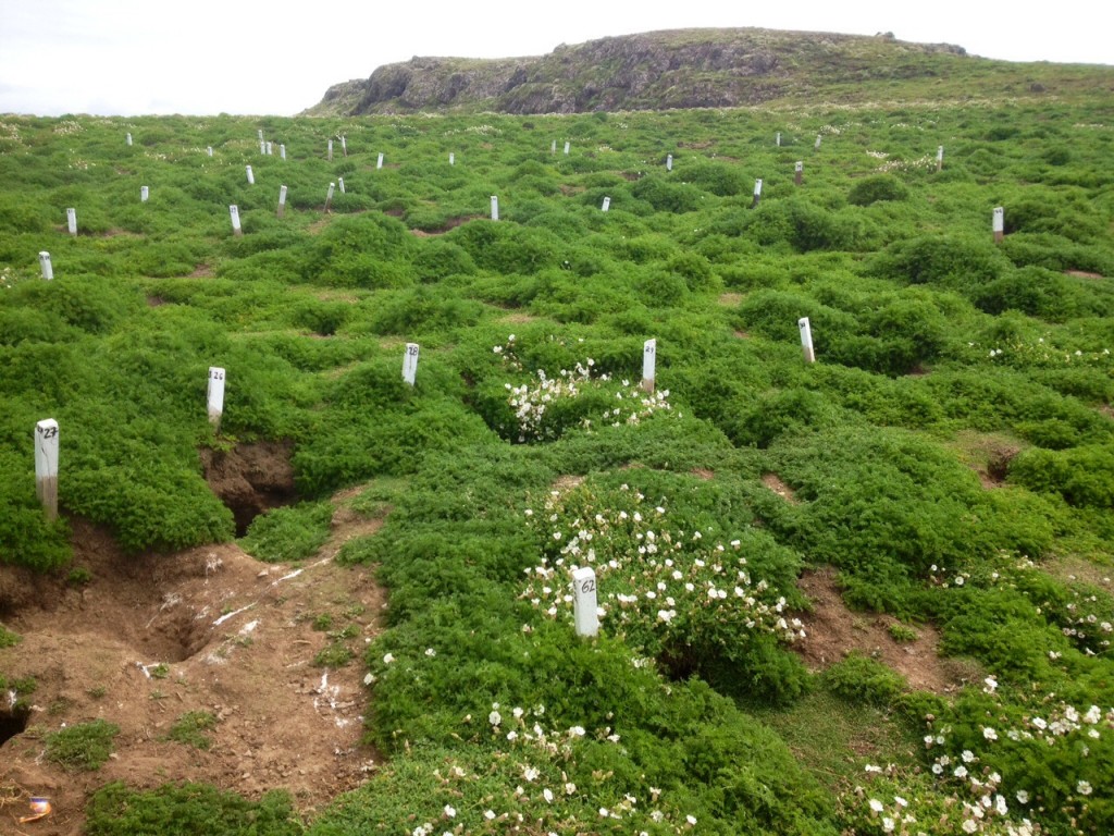 Puffin burrows, Skomer