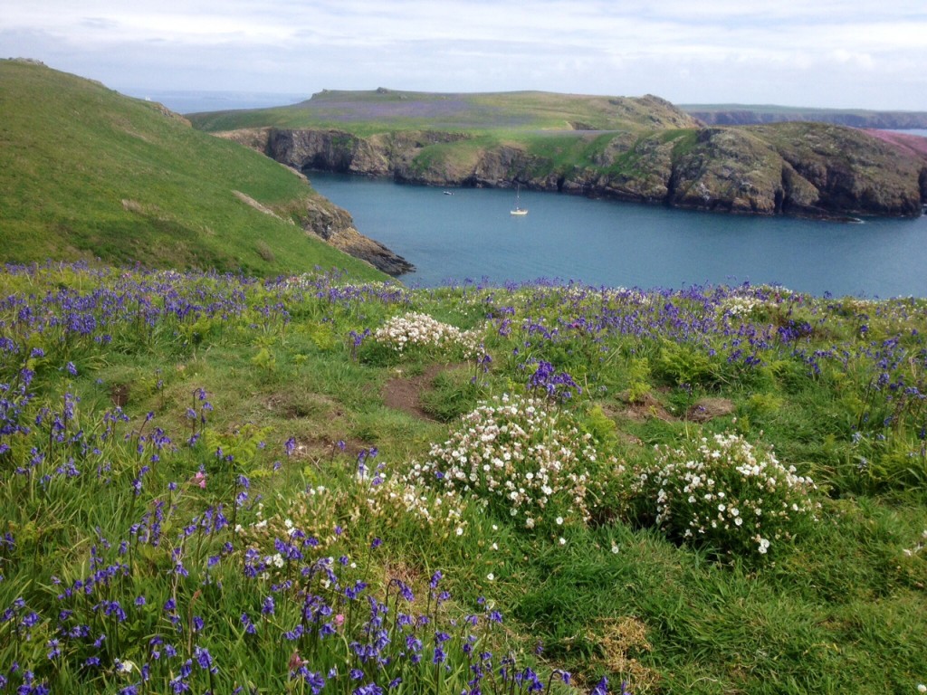 Bluebells and sea campion, Skomer