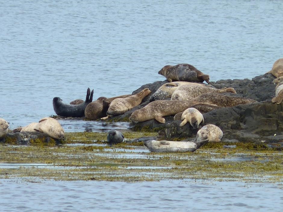 Seals, Isle of Eigg