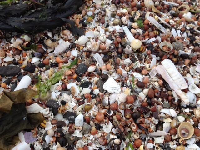 Shells on Galmisdale beach