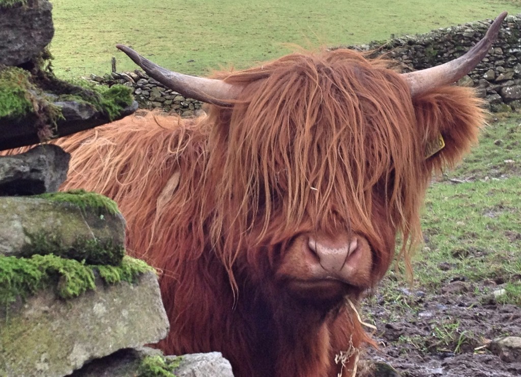 Highland cow, near Ambleside