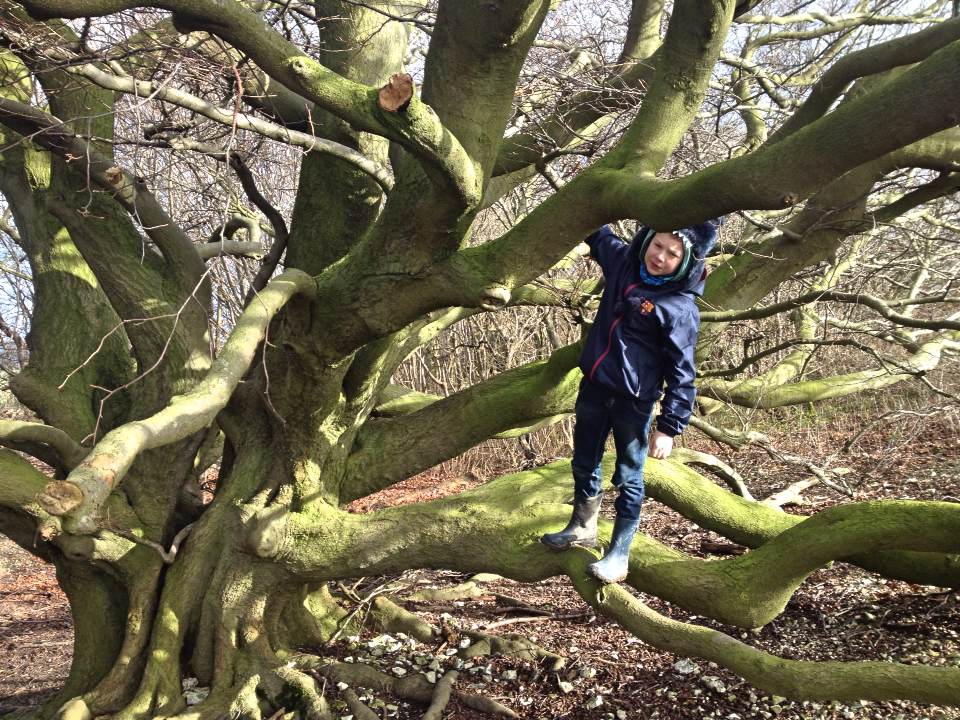 The perfect tree for climbing