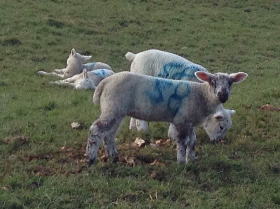 Spring lambs, Winchcombe