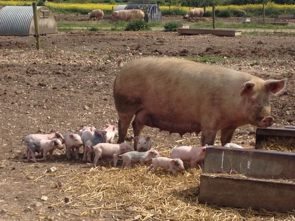 Piglets near Boxford