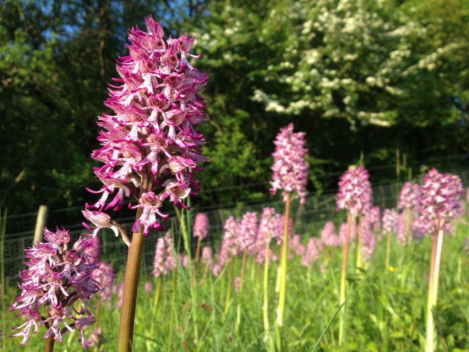 Orchids galore, Hartslock Nature Reserve