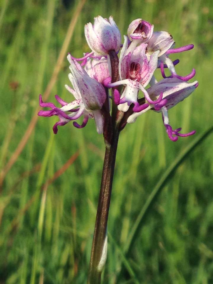 Monkey orchid, Hartslock Nature Reserve